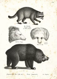 Brodtmann Collection: Raccoon and sloth bear