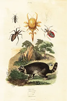 Adolph Fries Prints: Raccoon and ticks
