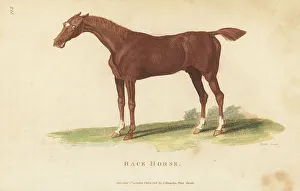 Kearsley Prints: Race horse, Equus ferus caballus