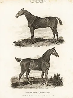 Skylark Prints: The race horse Royalist 1 and the hunter Skylark 2