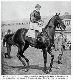 The racehorse Godiva in 1940