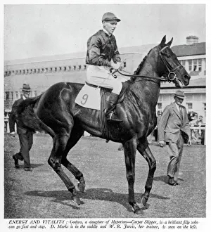The racehorse Godiva in 1940