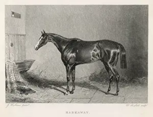 RACEHORSE HARKAWAY