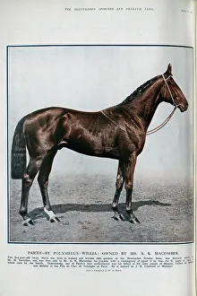Racehorse Prints: The Racehorse Parth
