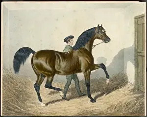 RACEHORSE ZINGANEE