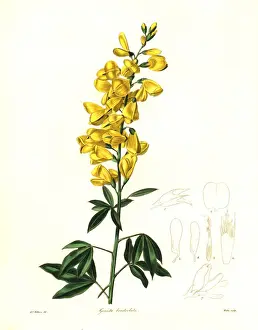 Genista Prints: Racemose genista, Genista bracteolata