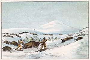 Hunting/Buffalo
