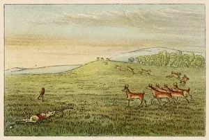 Stalking Prints: Racial / Stalking Antelope