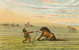 Images Dated 29th December 2010: Racial / Wild Horse C1830