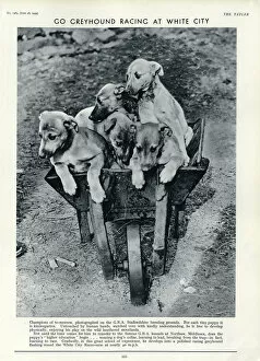 Racing Greyhound pups in a barrow