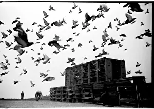 Racing pigeons released in the early morning