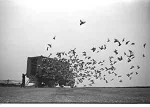 Freedom Prints: Racing pigeons released in the early morning