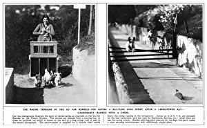 Images Dated 29th October 2015: Racing terriers at the Du Var Kennels, French Riviera