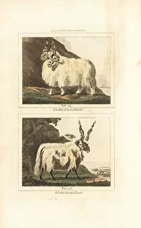 James Smith Barr Prints: Racka or Hortobagy Racka rams with spiral horns