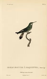 Primevere Collection: Racket-tail hummingbird, Ornismya platura, juvenile