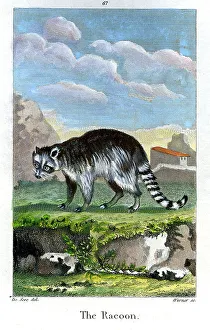 Warner Prints: Racoon