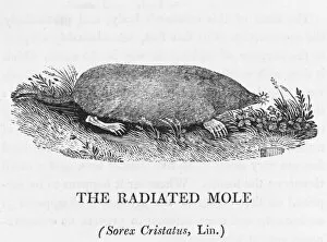 Radiated Mole (Bewick)
