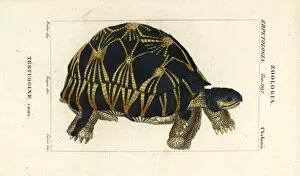 Jussieu Collection: Radiated tortoise, Astrochelys radiata. Critically