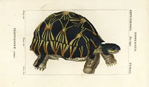 Radiated tortoise, Astrochelys radiata. Critically