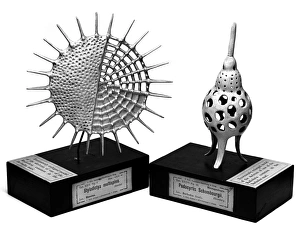 Rhizaria Collection: Radiolaria models