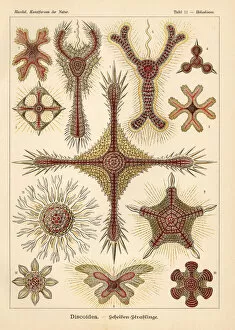 Radiolaria Collection: Radiolaria species