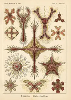 Lyra Prints: Radiolaria species