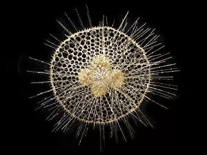 Images Dated 14th January 2003: Radiolarian