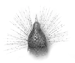 Rhizaria Collection: Radiolarian model