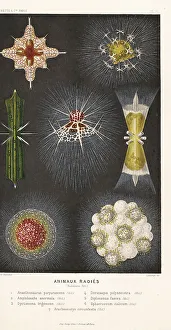 Edited Prints: Radiolarians, types of marine protozoa or zooplankton