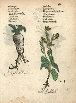 Radish, Raphanus raphanistrum subsp. sativus