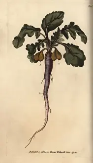 Root Prints: Radish, Raphanus sativus, root vegetable