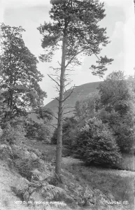 Powys Prints: In Radnor Forest
