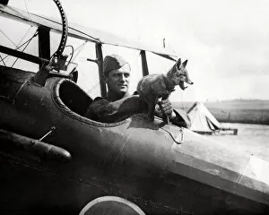 Airfield Gallery: RAF fox mascot with pilot, WW1