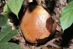Rafflesia - Flower prior to petals opening