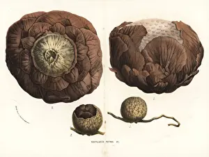 Rafflesia horsfieldii