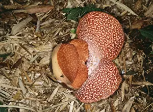 Petal Prints: Rafflesia - petals opening