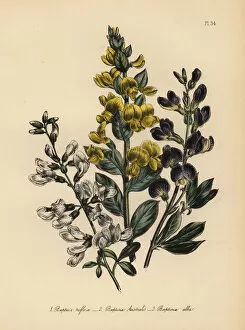 Botanist Collection: Rafnia and Baptisia species