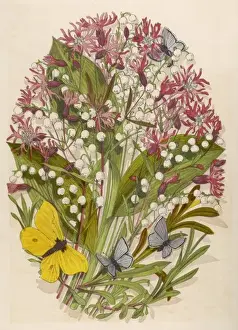 Ragged Robin & Lily of V