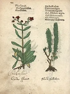 Cuckoo Prints: Ragged Robin, Lychnis flos-cuculi, and black