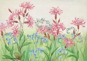 Andrews Gallery: Ragged Robin and Water Forget-Me-Nots Gardens