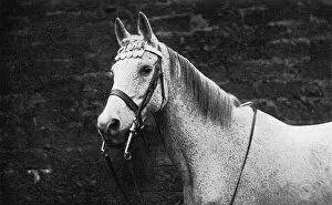 Images Dated 11th April 2016: Ragtime, Arab horse decorated with WW1 medals