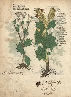 Communis Prints: Ragwort or St. James wort and castor oil plant