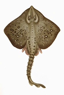 Skate Gallery: Raia clavata, or Thornback Ray