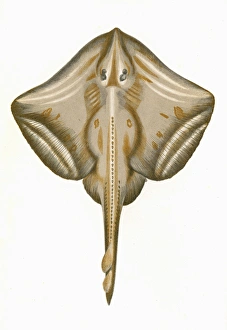 Raja Gallery: Raia microcellata, or Painted Ray