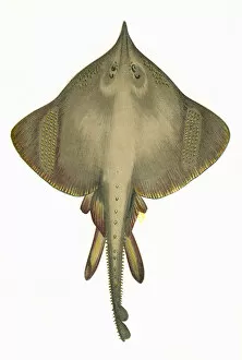 Nosed Gallery: Raia oxyrhynchus, or Burton Skate