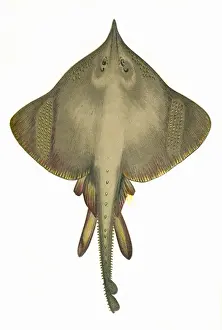 Skate Prints: Raia oxyrhynchus, or Burton Skate