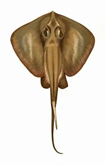 Pastinaca Prints: Raia Pastinaca, or Stingray