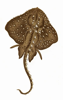 Raja Gallery: Raia radiata, or Starry Ray