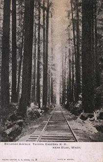 Elbe Prints: Railway through trees near Elbe, Washington, USA
