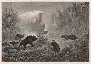 Trains Gallery: Railways and Wild Boar